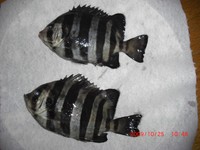 魚が釣れないのでＤＡＹキャンプしちゃいました！ 2009/10/25 11:46:28