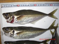 尺オーバー釣れました 2010/04/17 17:54:50