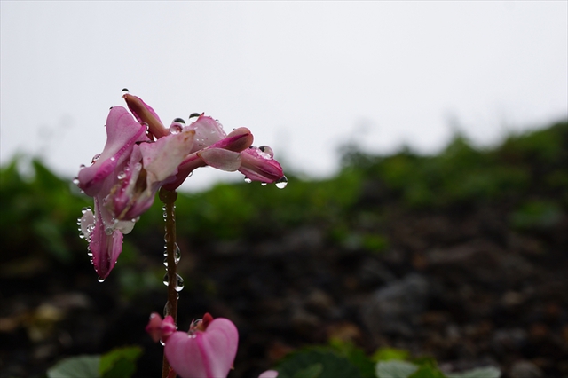 初夏、花の百名山へ。 ～秋田駒ヶ岳 1,637m