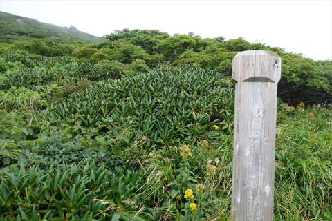月山、八合目コース。 ～月山 1,984m