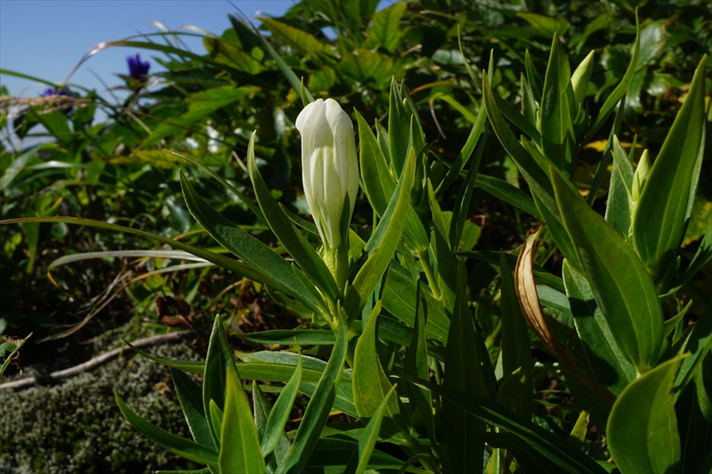 初秋、古寺鉱泉から ～大朝日岳 1,870ｍ