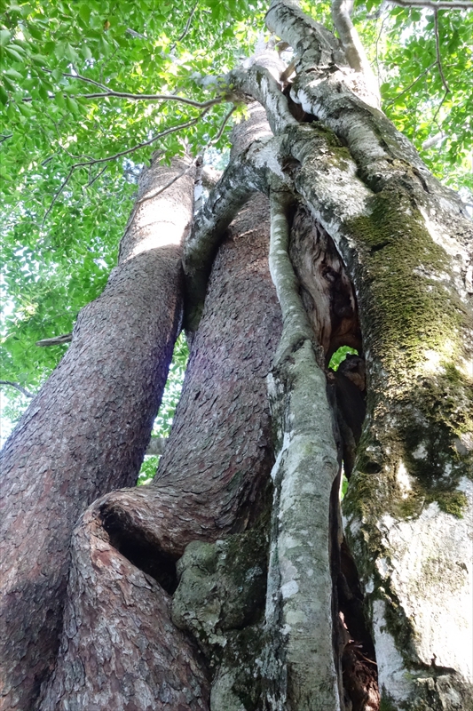 初秋、古寺鉱泉から ～大朝日岳 1,870ｍ