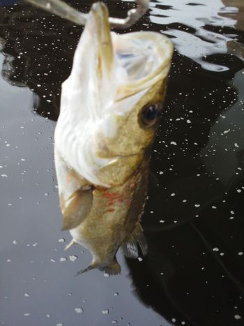 5月30日の釣果（尼崎港）