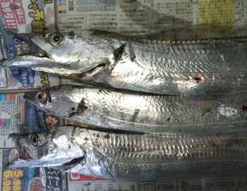 11月17日の釣果（タチウオ釣行）