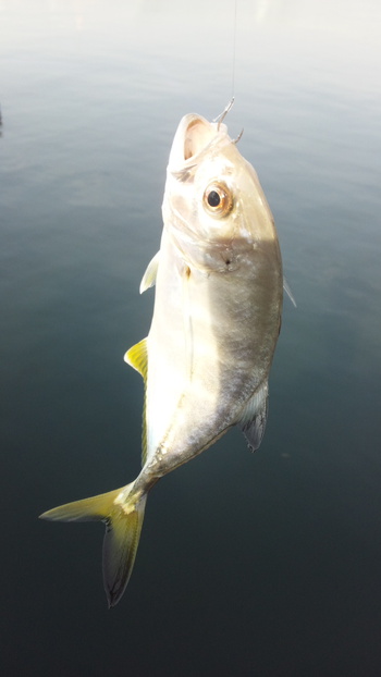 11月24日の釣果（尼崎港）