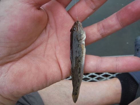 おっさんの週末 ハゼ釣り 15 2 船橋港