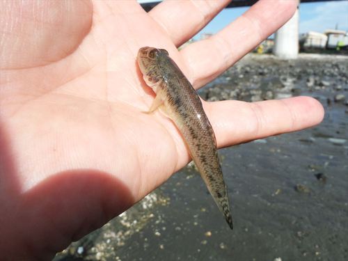 ハゼ釣り 2016-9 江戸川-横十間川