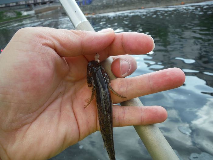 ハゼ釣り 2018-11 横十間川＋旧中川