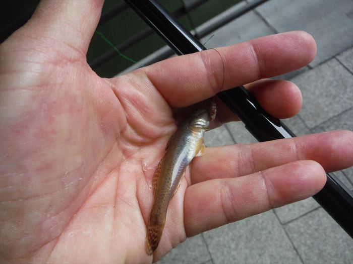ハゼ釣り 2019-3 北十間川