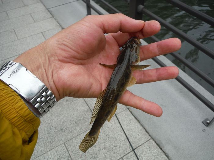 ハゼ釣り 2019-3 北十間川