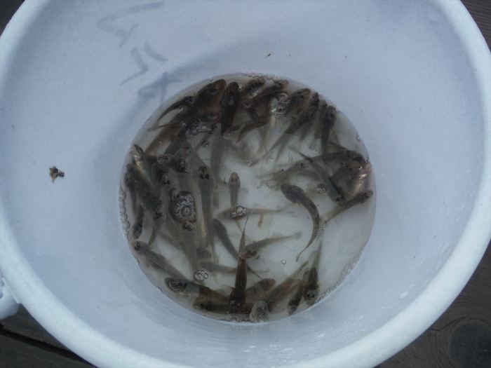 ハゼ釣り 2019-7 江戸川マルヤ
