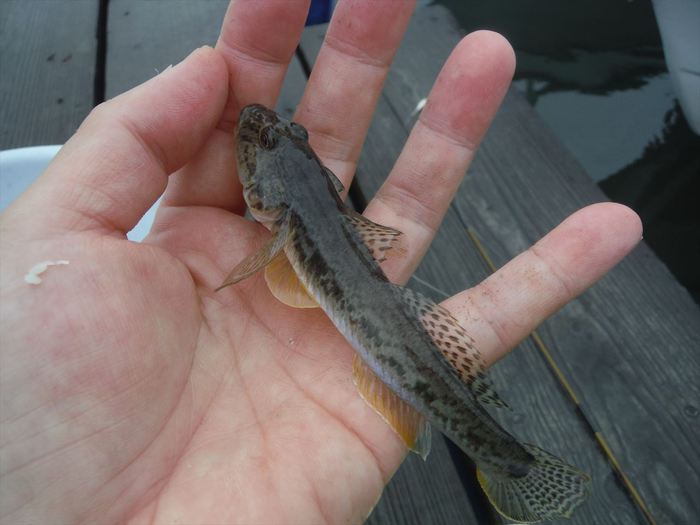 ハゼ釣り 2019-7 江戸川マルヤ