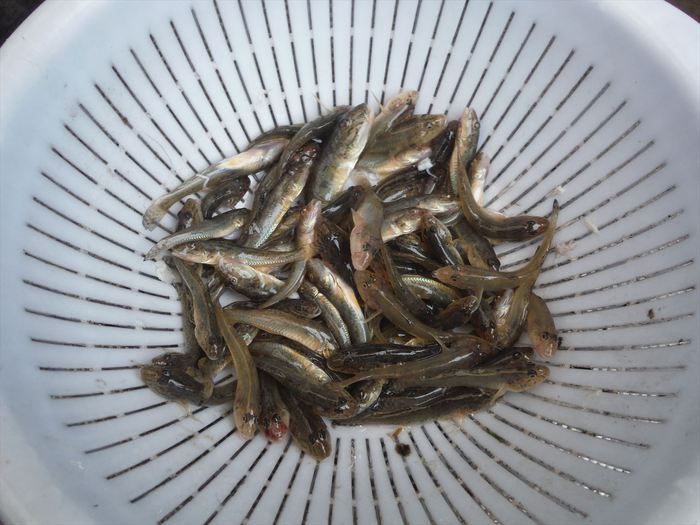 ハゼ釣り 2019-7 江戸川マルヤ