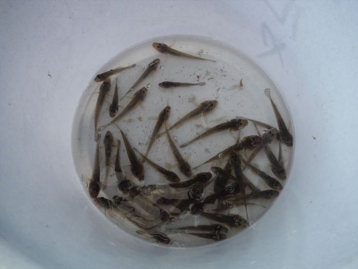 ハゼ釣り 2019-7 江戸川マルヤ