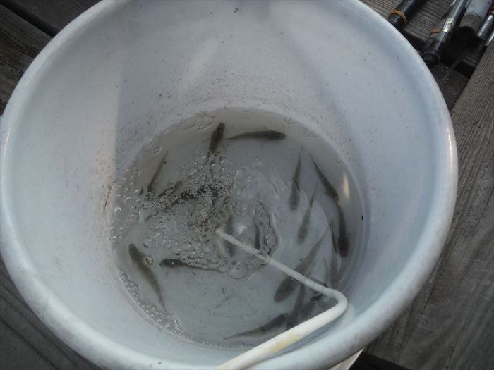 ハゼ釣り 2020-17 江戸川マルヤ