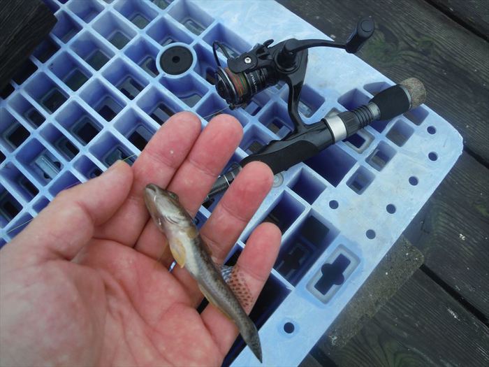 ハゼ釣り 2020-18 江戸川マルヤ