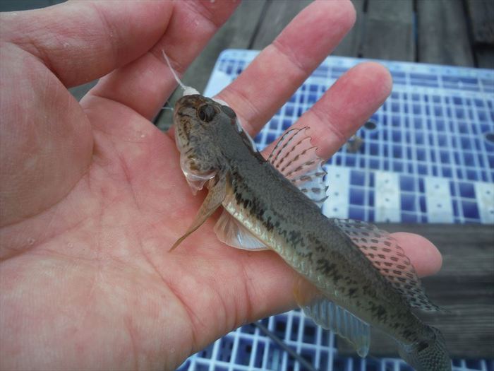 ハゼ釣り 2020-18 江戸川マルヤ