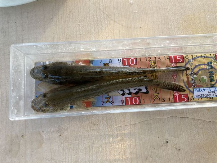 ハゼ釣り 2020-19 江戸川マルヤ