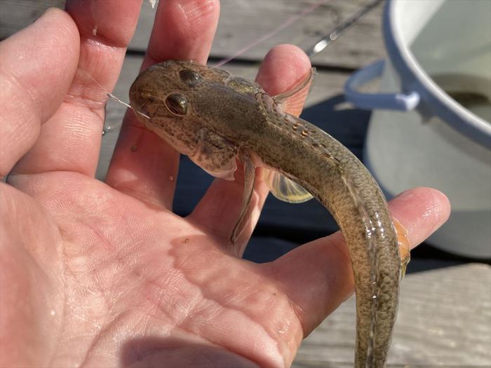 ハゼ釣り 2020-19 江戸川マルヤ