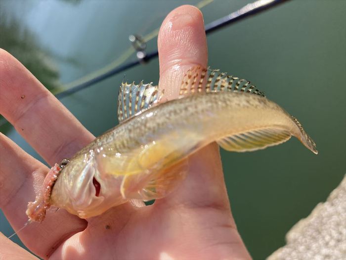 ハゼ釣り 2020-20 小名木川＆旧中川