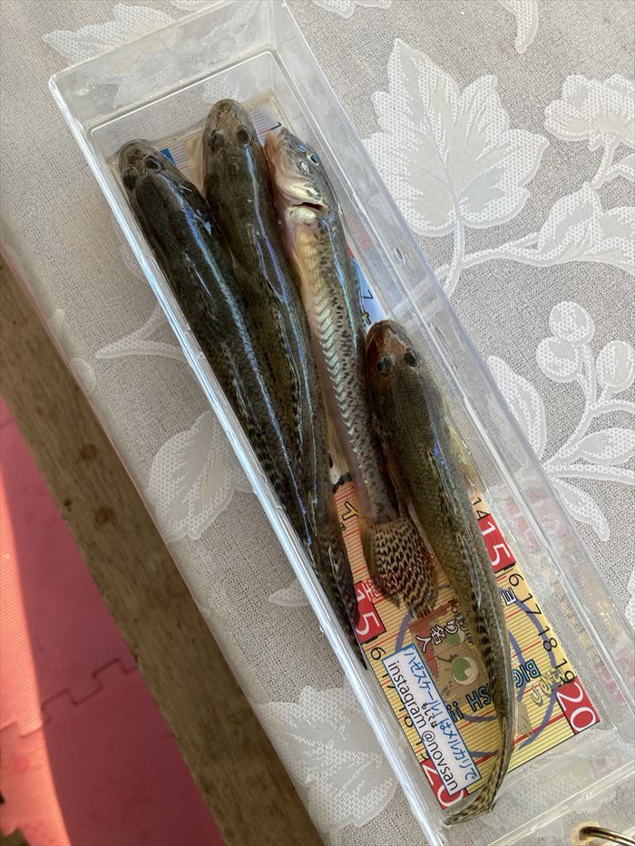 ハゼ釣り 2020-22 江戸川マルヤ