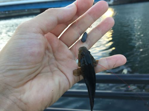 ハゼ釣り 2016-8 高島水際線公園