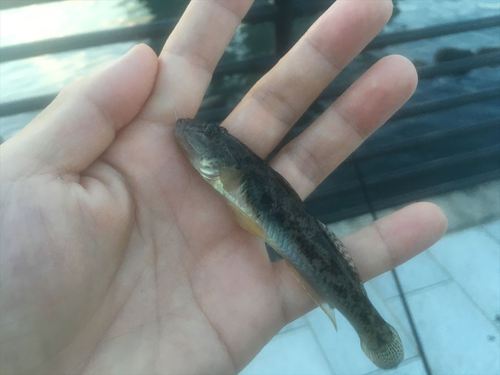 ハゼ釣り 2016-8 高島水際線公園