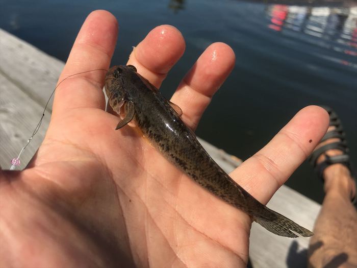 ハゼ釣り 2018-10 江戸川マルヤ