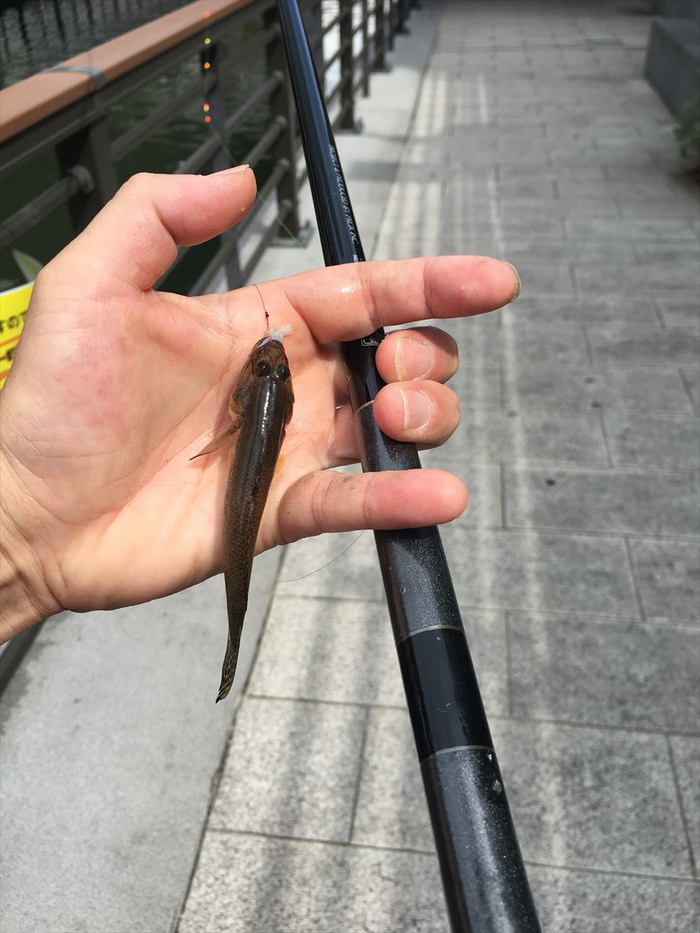 ハゼ釣り 2018-12 横十間川＋北十間川