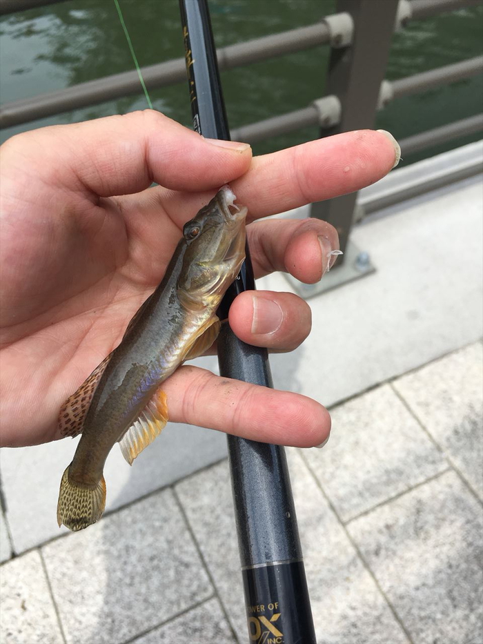 ハゼ釣り 2018-12 横十間川＋北十間川