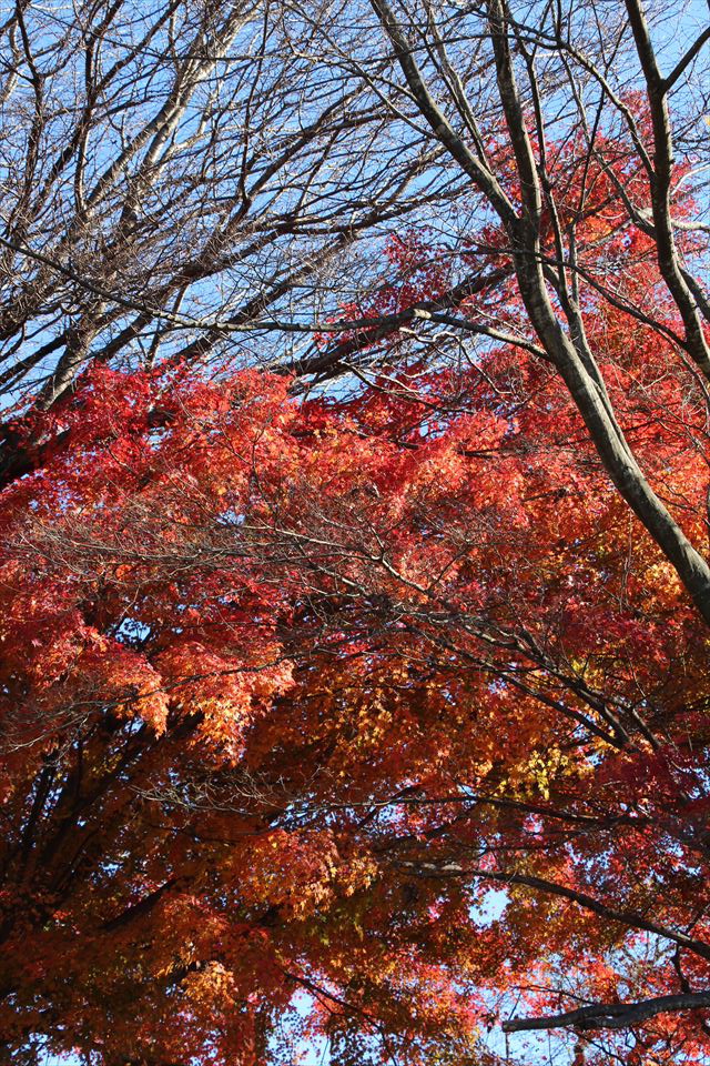 たかはら花畑キャンプ場
