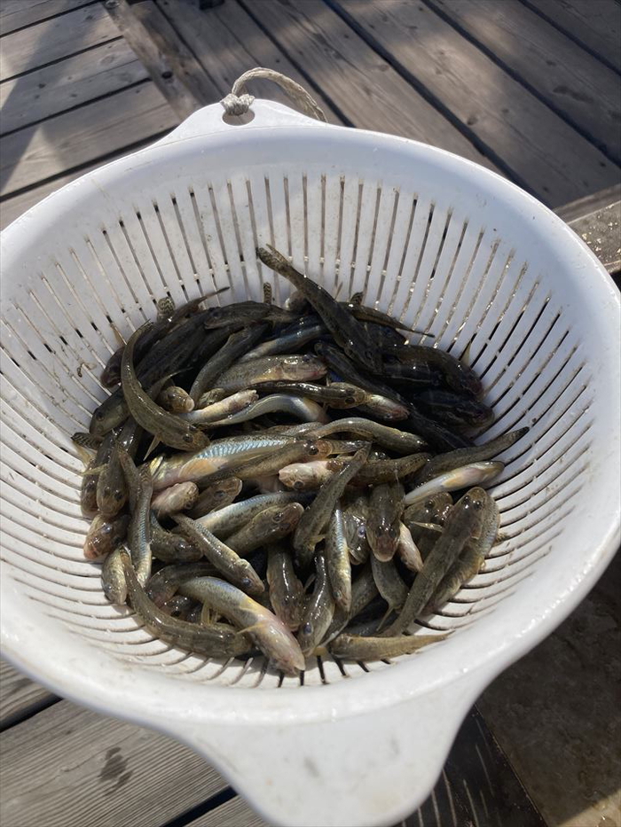 ハゼ釣り 2023-11 江戸川マルヤ