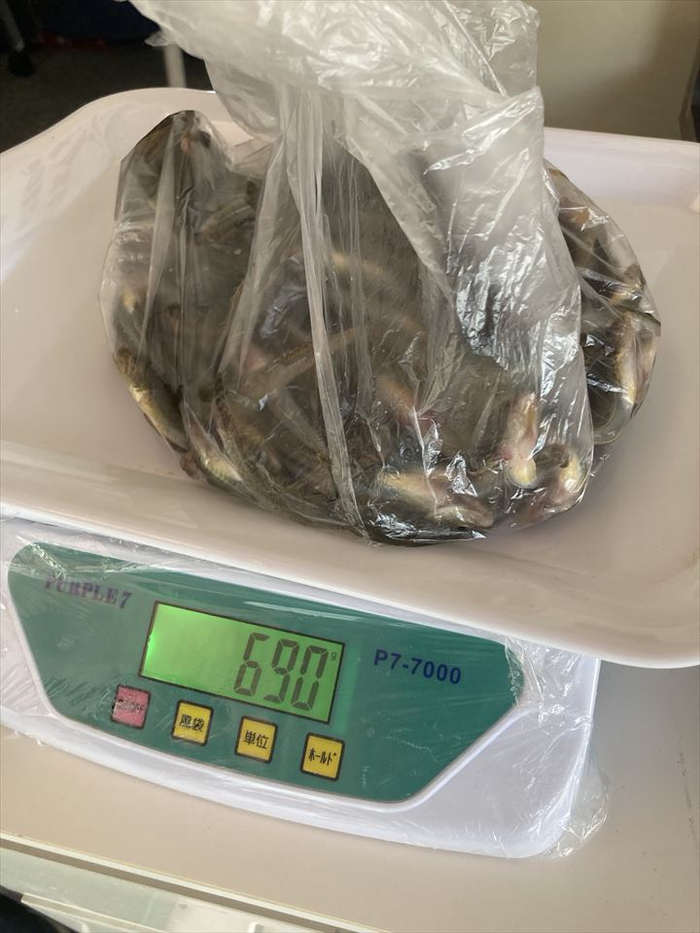 ハゼ釣り 2023-11 江戸川マルヤ