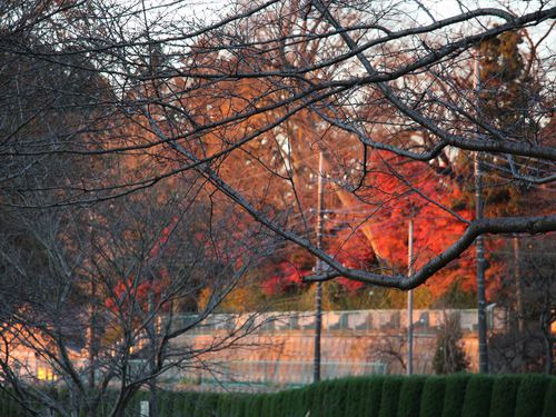 野田市スポーツ公園