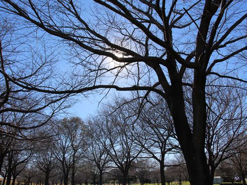 野田市スポーツ公園