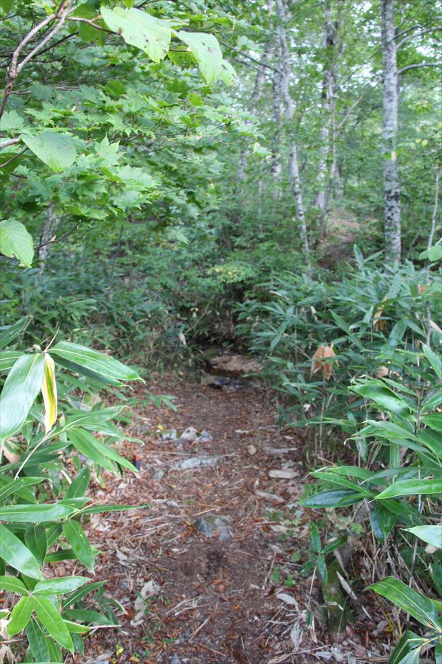 自然の森野営場(水源の森)
