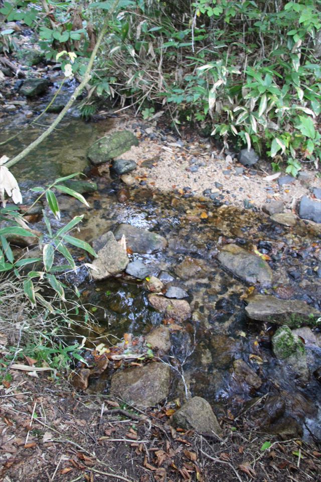 自然の森野営場(水源の森)