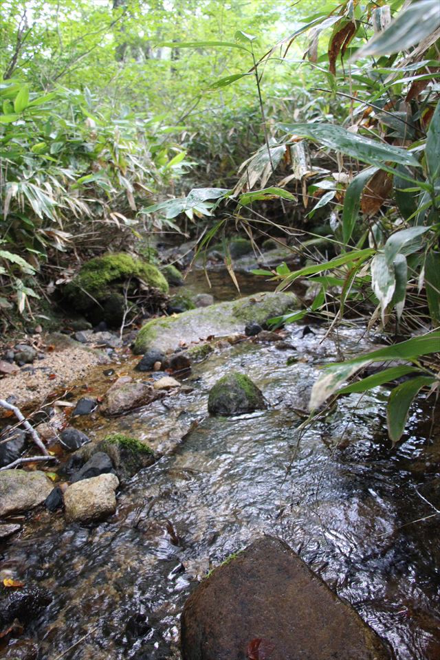 自然の森野営場(水源の森)