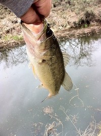 病み上がり釣行。 2011/04/22 09:39:18