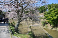 三多気の桜と大洞山石畳 2013/04/21 02:56:22