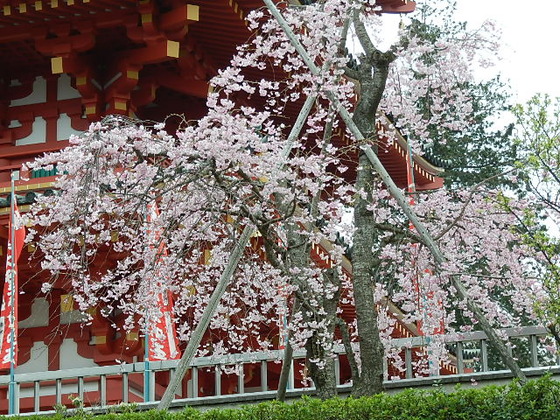 花冷えの桜と温泉