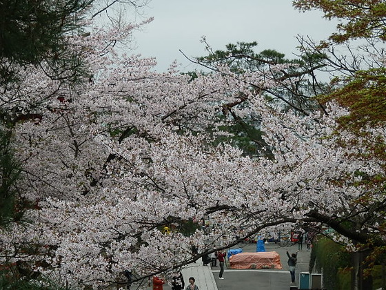 花冷えの桜と温泉