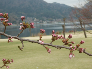 河口湖の桜はまだ？