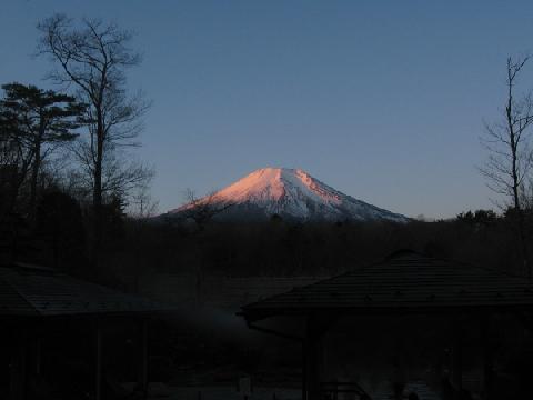 河口湖の桜はまだ？