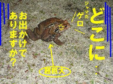 キャンプ最高！（志高湖キャン・昼夜編）