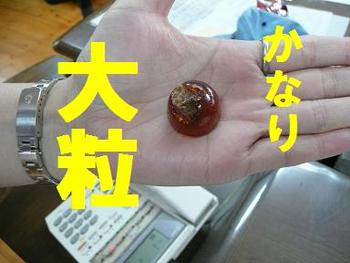 アメの生る木？（噂のスイーツ）