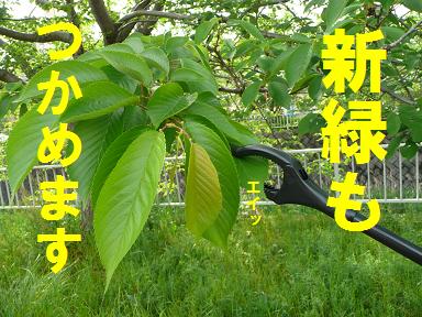 エコ散歩推奨！