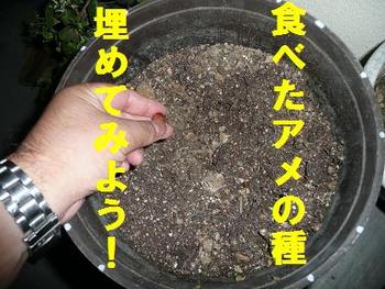 アメの生る木？（噂のスイーツ）