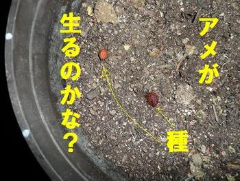 アメの生る木？（噂のスイーツ）