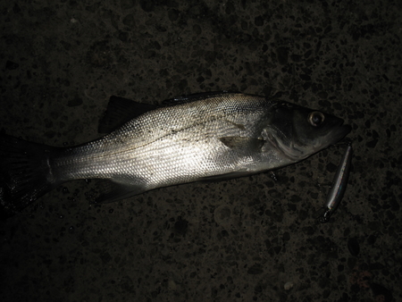 2010釣り納め